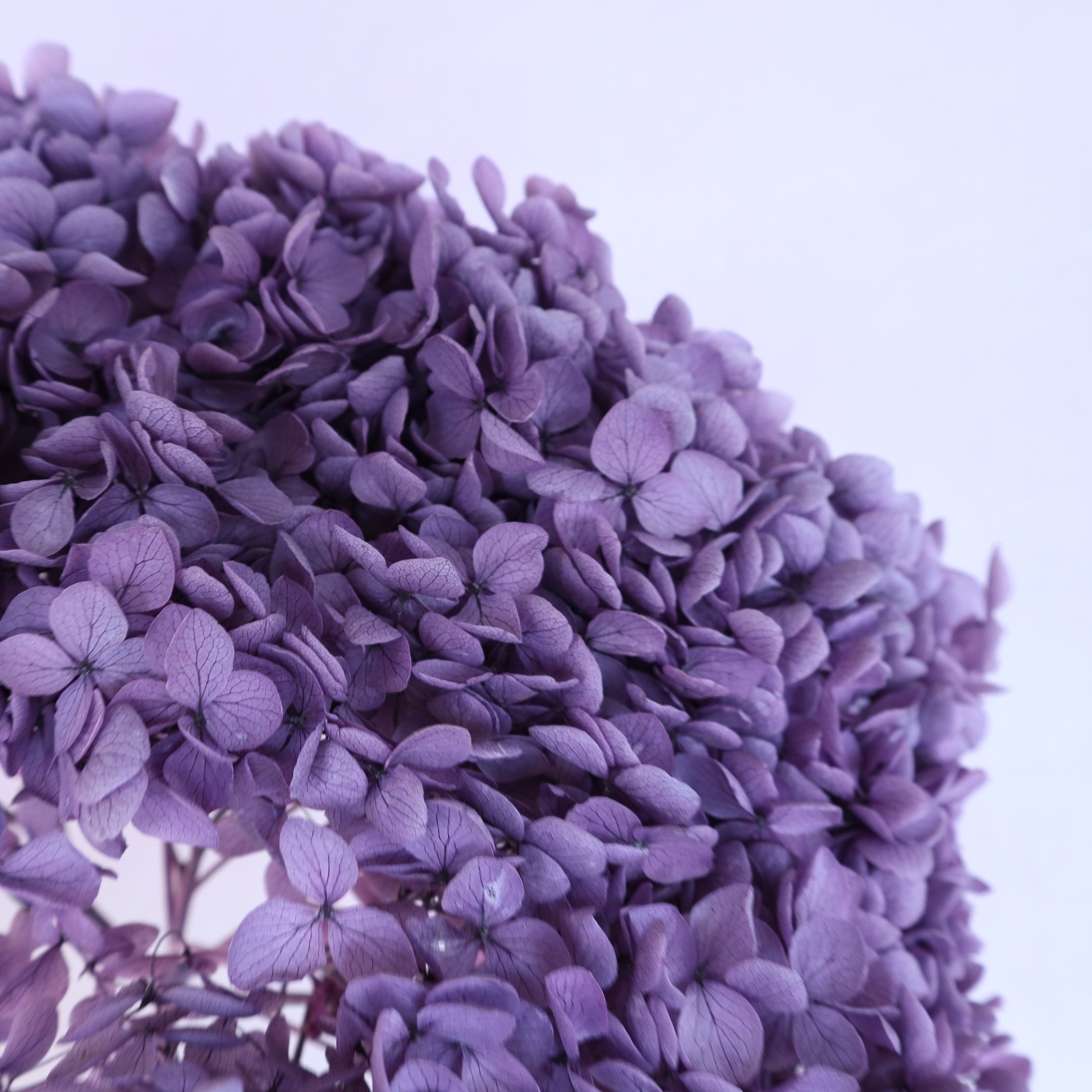 Annabelle Hydrangea Grape Purple