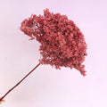 Annabelle Hydrangea Raspberry Red