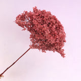 Annabelle Hydrangea Raspberry Red