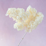 Paniculata Hydrangea Creamy White (clearance)