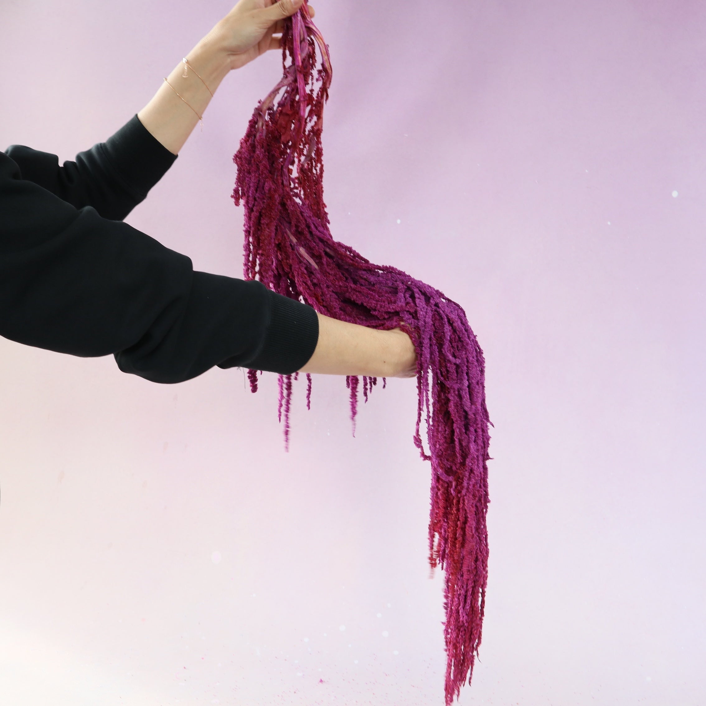 Amaranthus Deep Violet