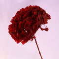 Hydrangea Bigleaf Wine Red