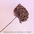 Hydrangea Annabelle Rust (clearance)