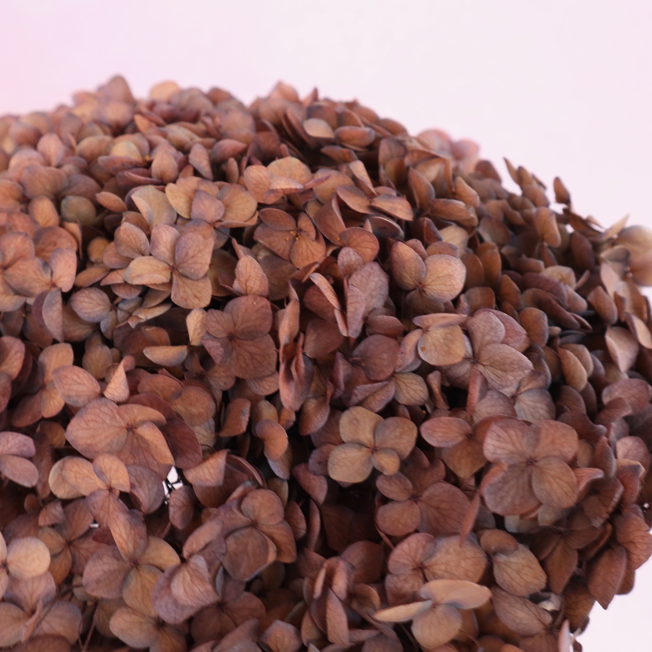 Hydrangea Annabelle Rust (clearance)
