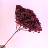 Annabelle Hydrangea Burgundy