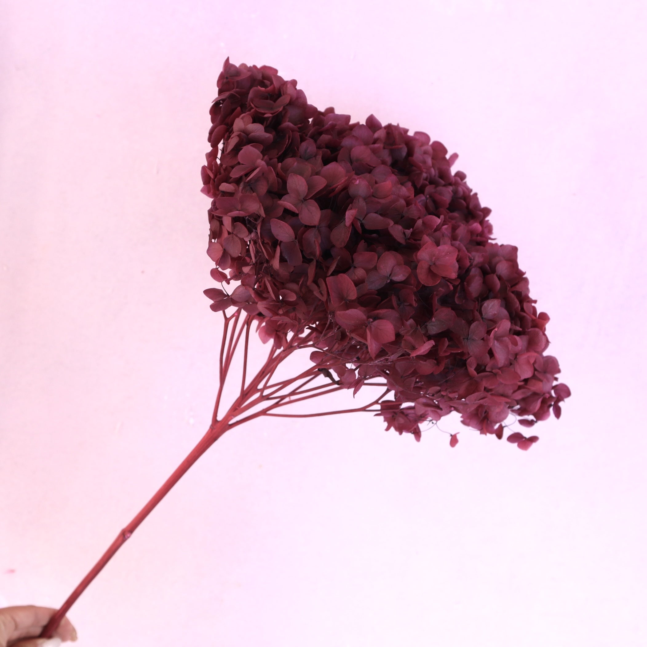 Annabelle Hydrangea Burgundy