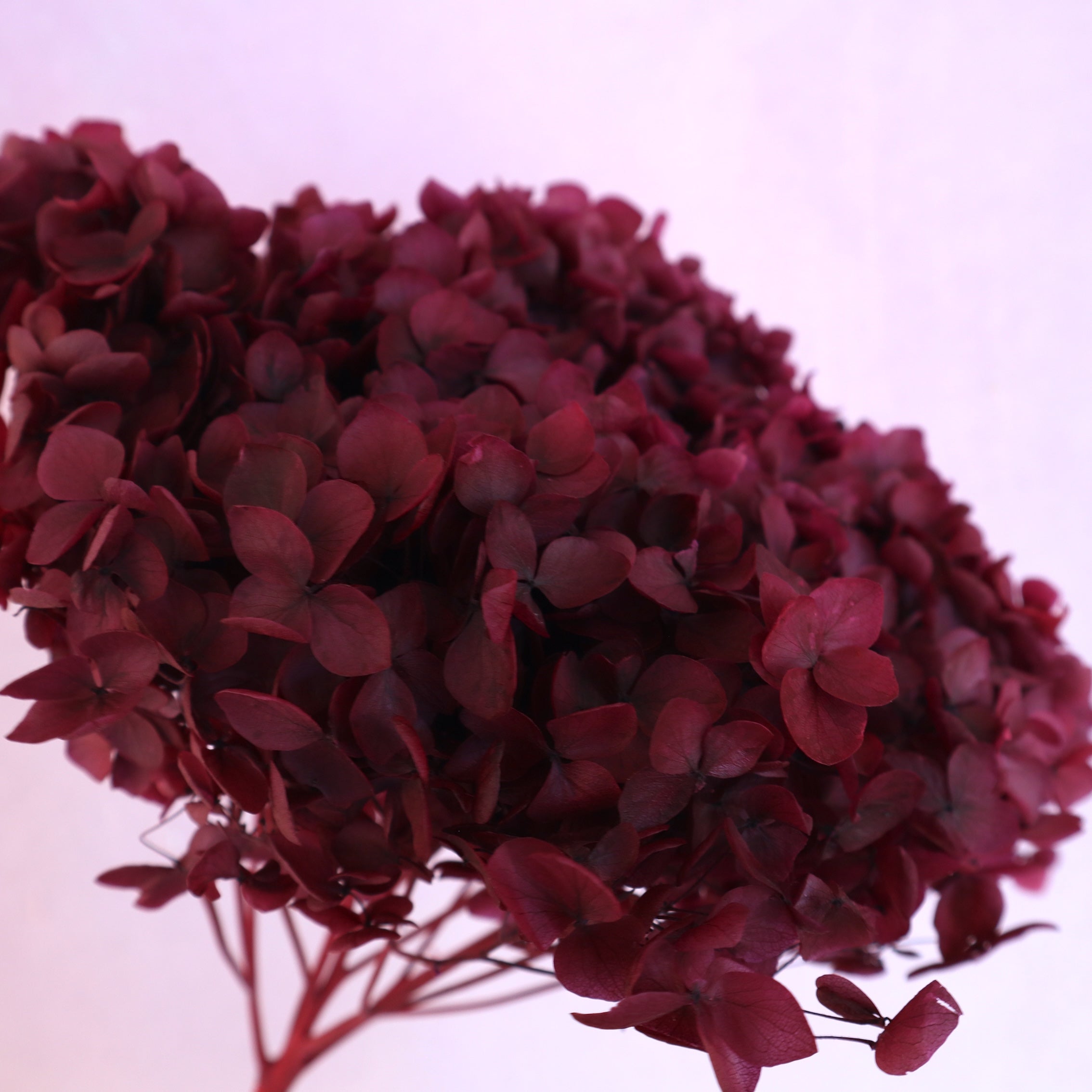 Annabelle Hydrangea Burgundy