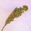 Italian Ruscus Mustard Green