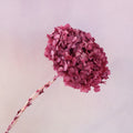 Hydrangea Bigleaf Raspberry