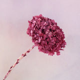 Hydrangea Bigleaf Raspberry