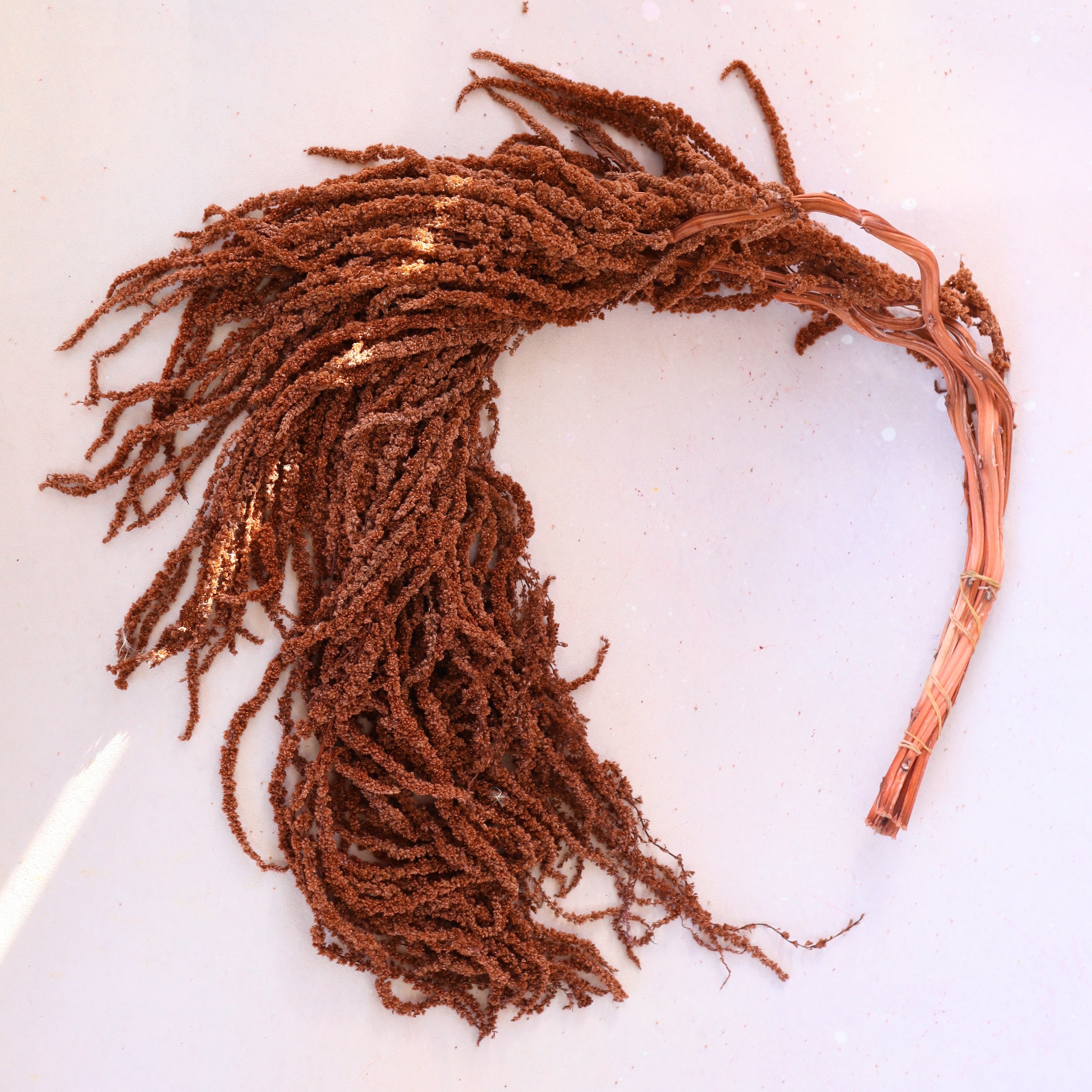 Amaranthus Caramel
