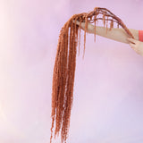 Amaranthus Terracotta