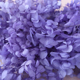 Annabelle Hydrangea 100g Iris Purple