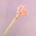 Billy Button Coral Pink