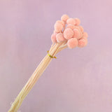 Billy Button Coral Pink