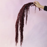 Amaranthus Deep Plum