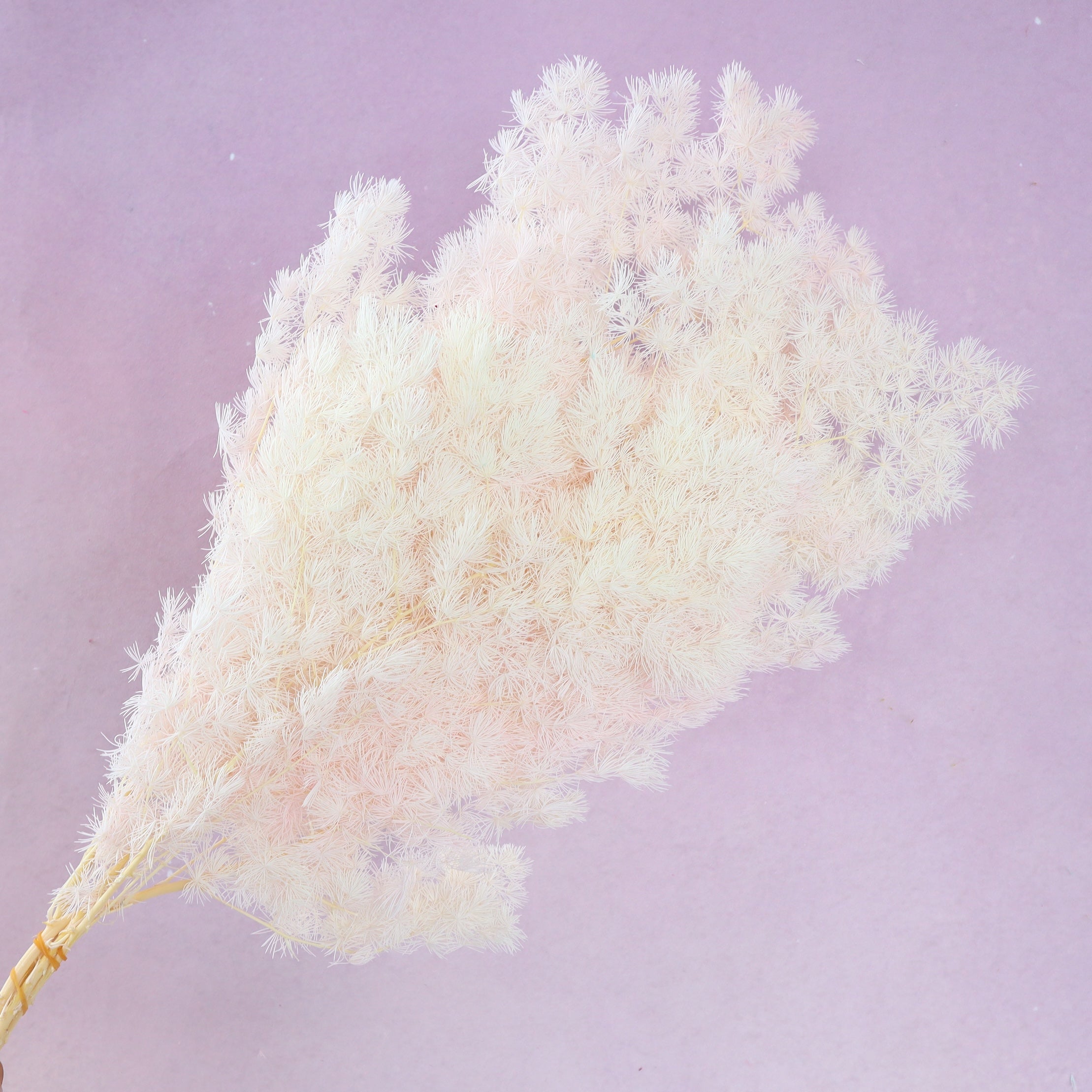 Ming Fern Ombre Pale Pink (clearance)