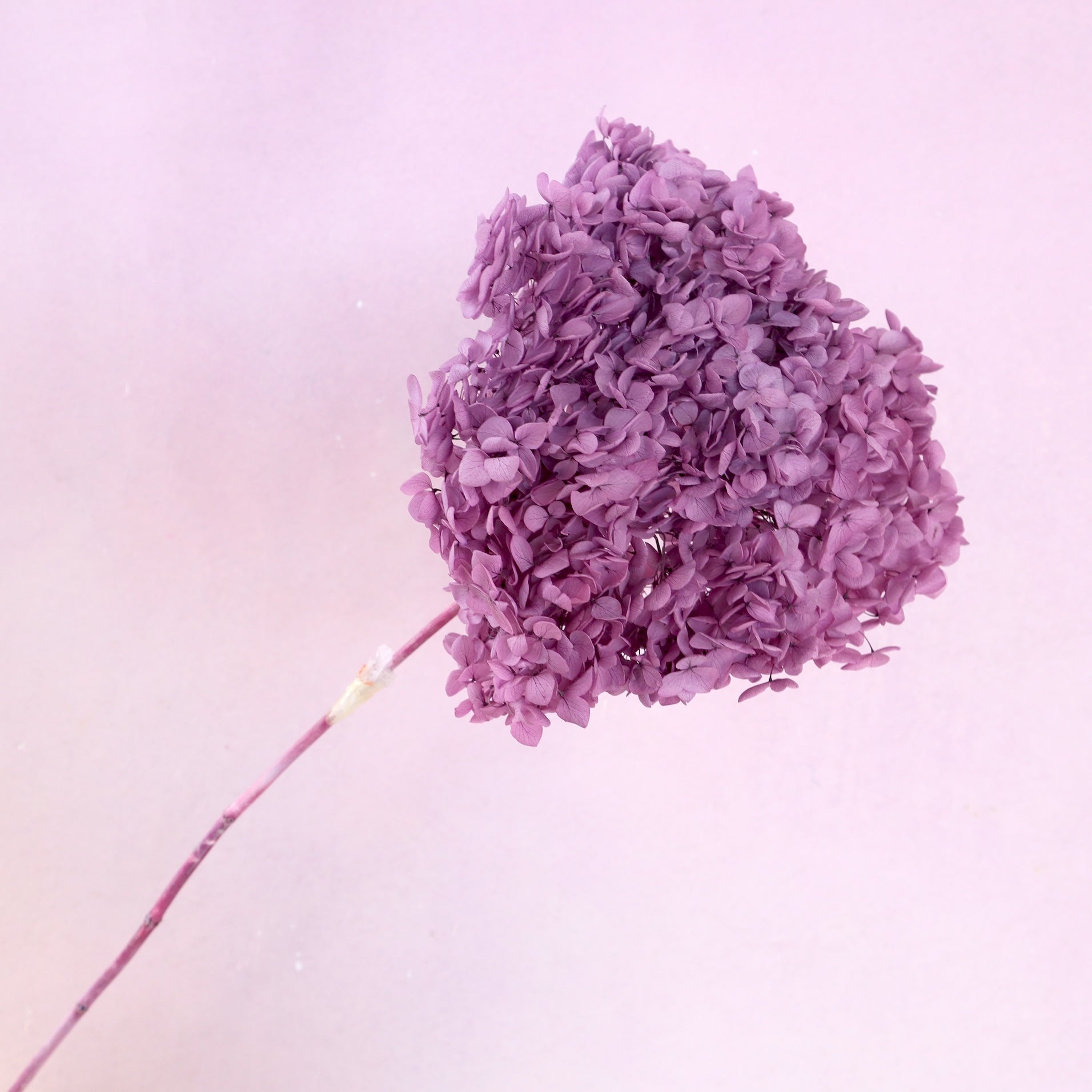 Annabelle Hydrangea Grape Purple