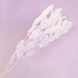 Ruscus Big Leaf Pale Lilac