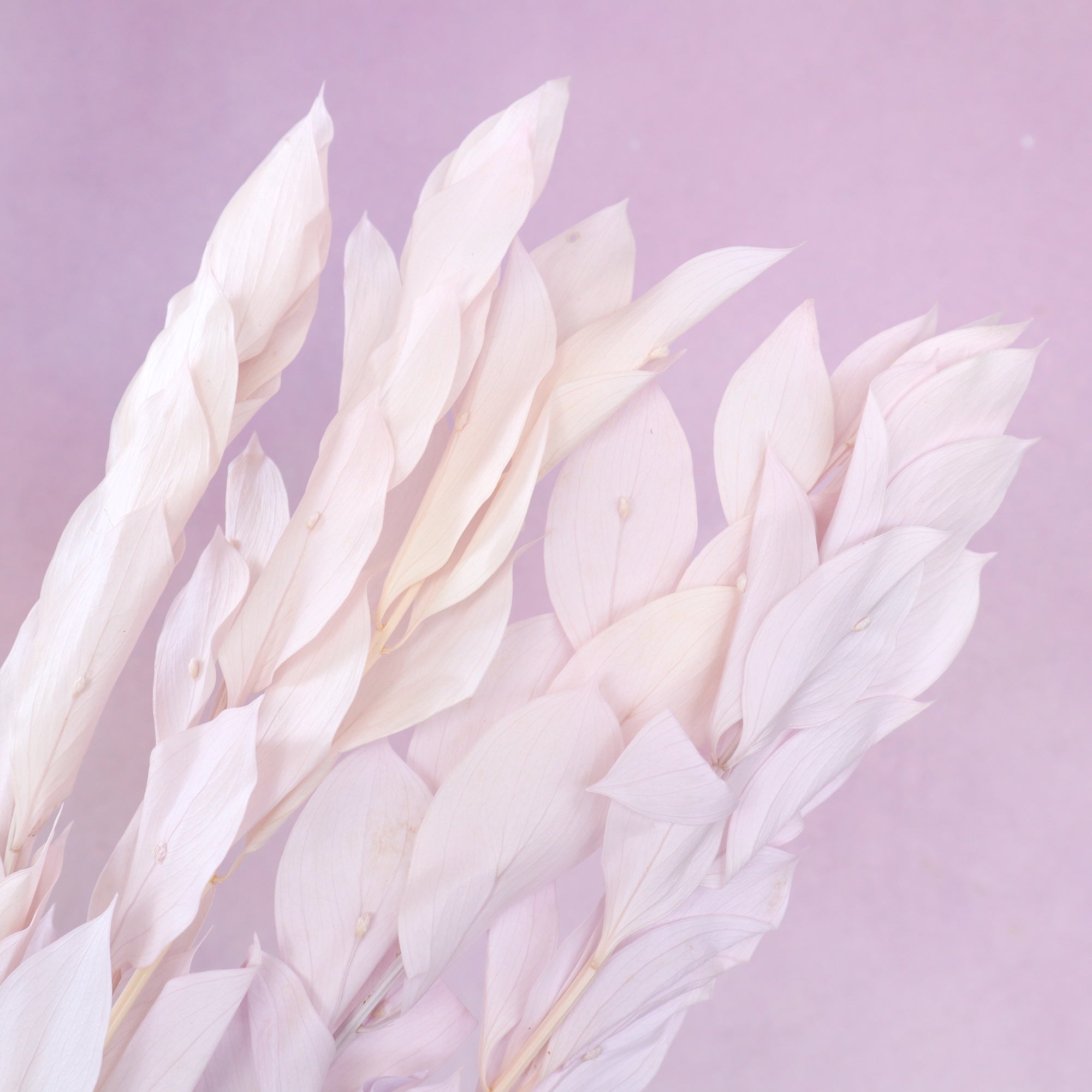 Ruscus Big Leaf Pale Lilac