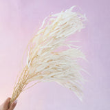 Seeded Gum White