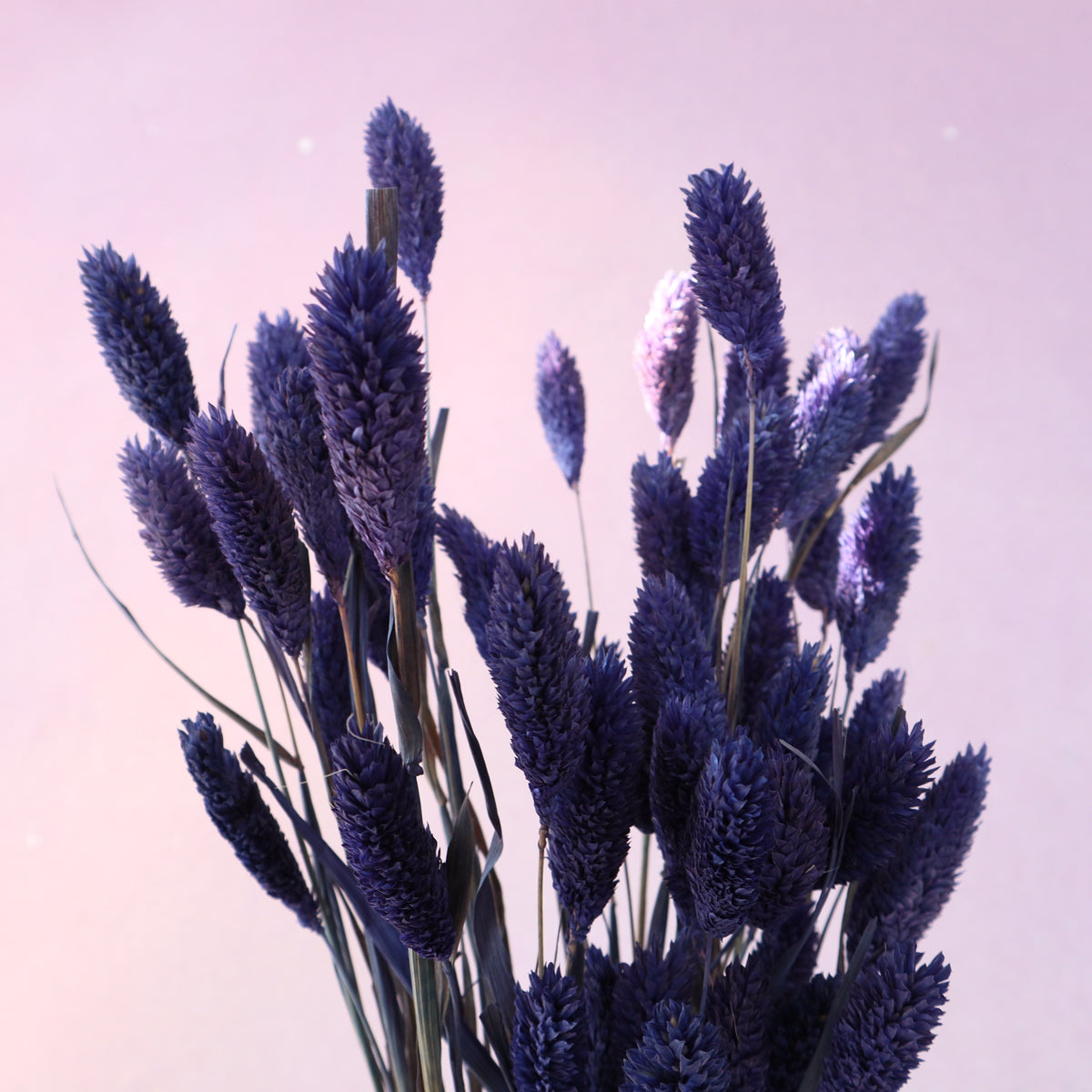 Gem Grass Royal Purple