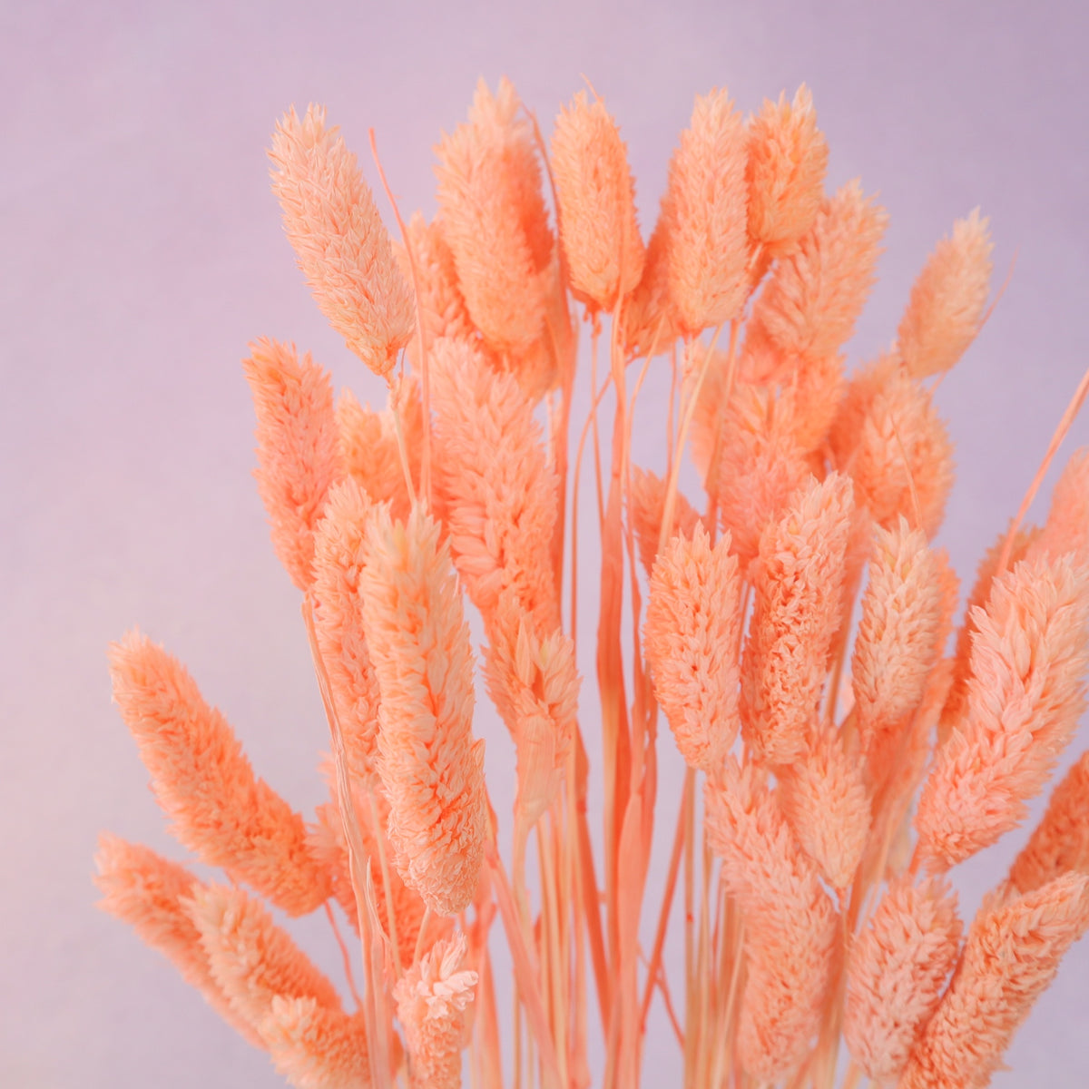 Gem Grass Coral