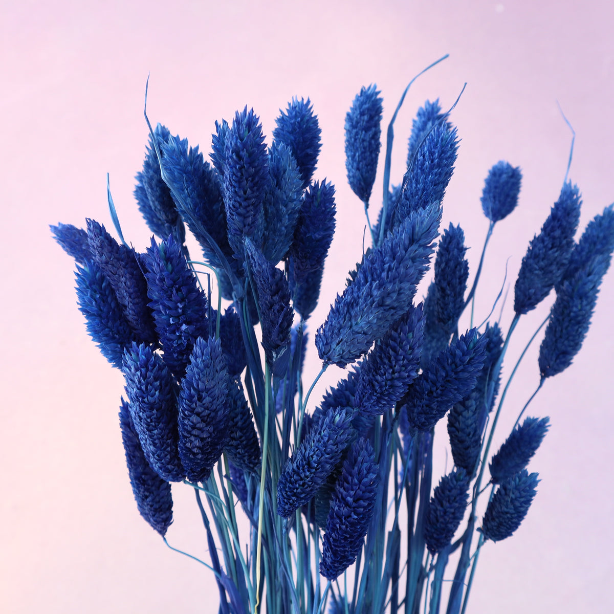 Gem Grass Royal Blue