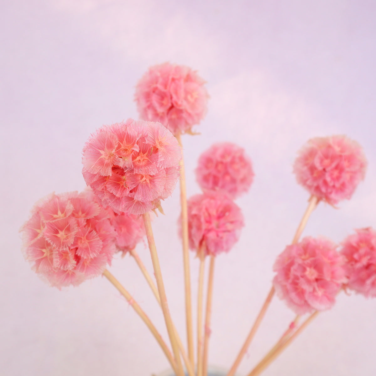 Scabiosa Rose Pink