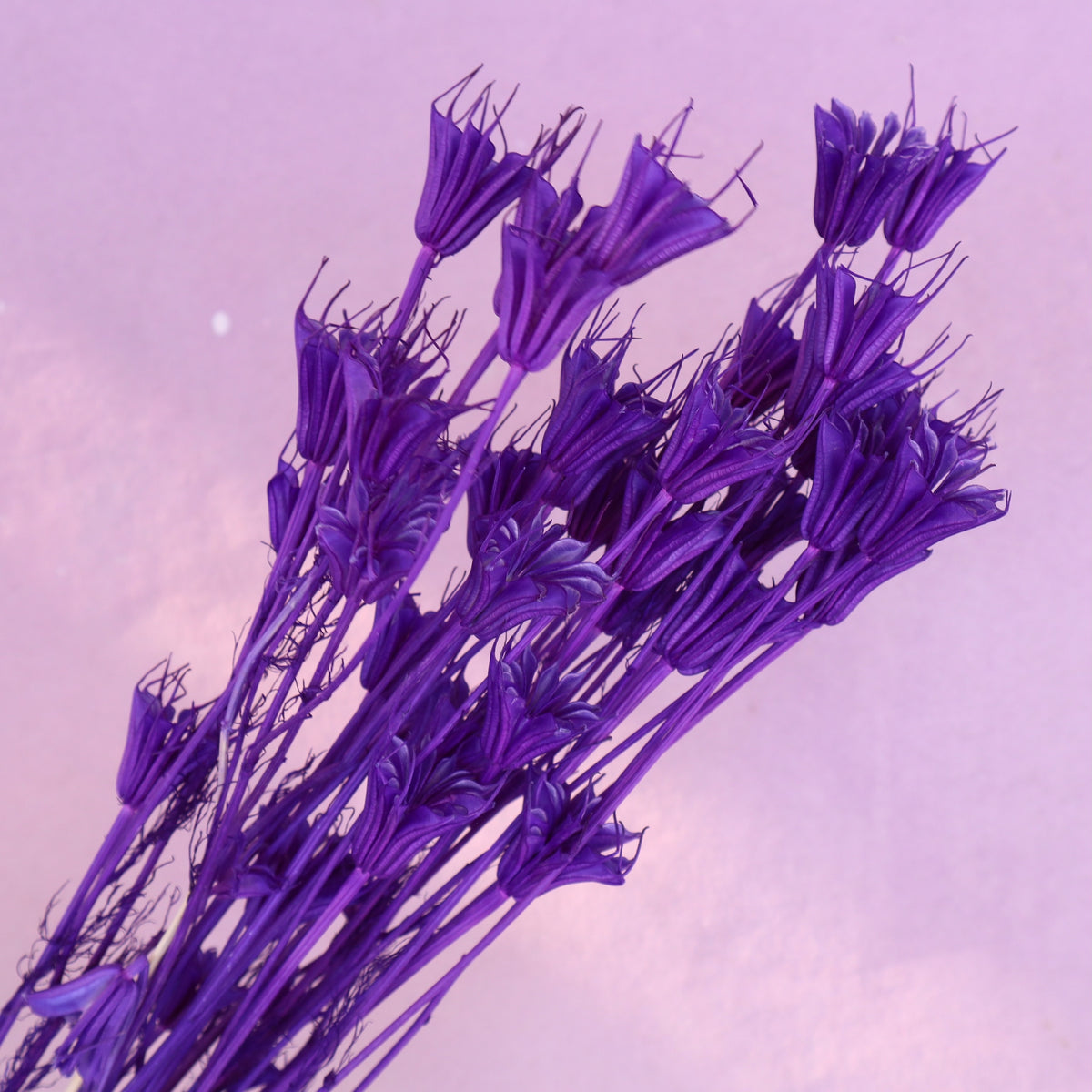 Nigella Royal Purple