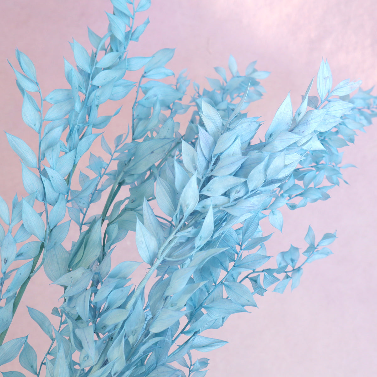Italian Ruscus Sky Blue