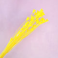 Nigella Yellow