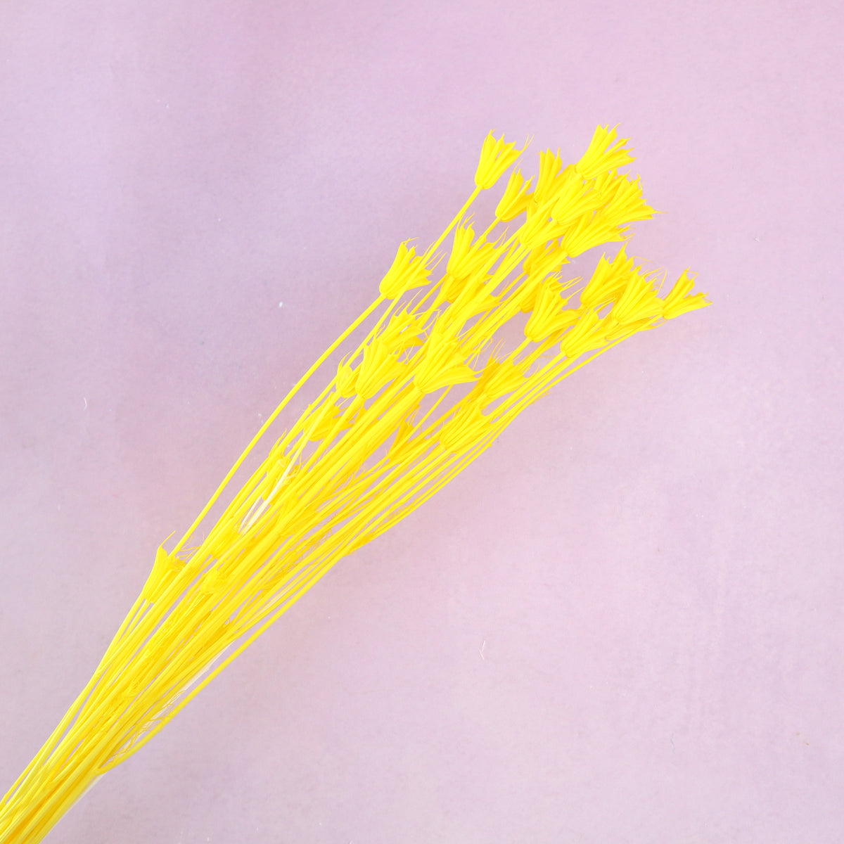 Nigella Yellow