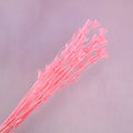 Nigella Hot Pink