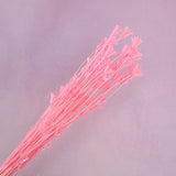 Nigella Hot Pink