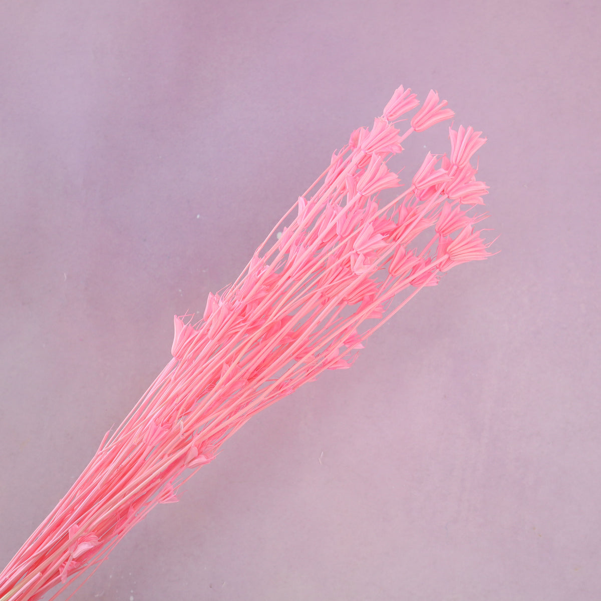 Nigella Hot Pink