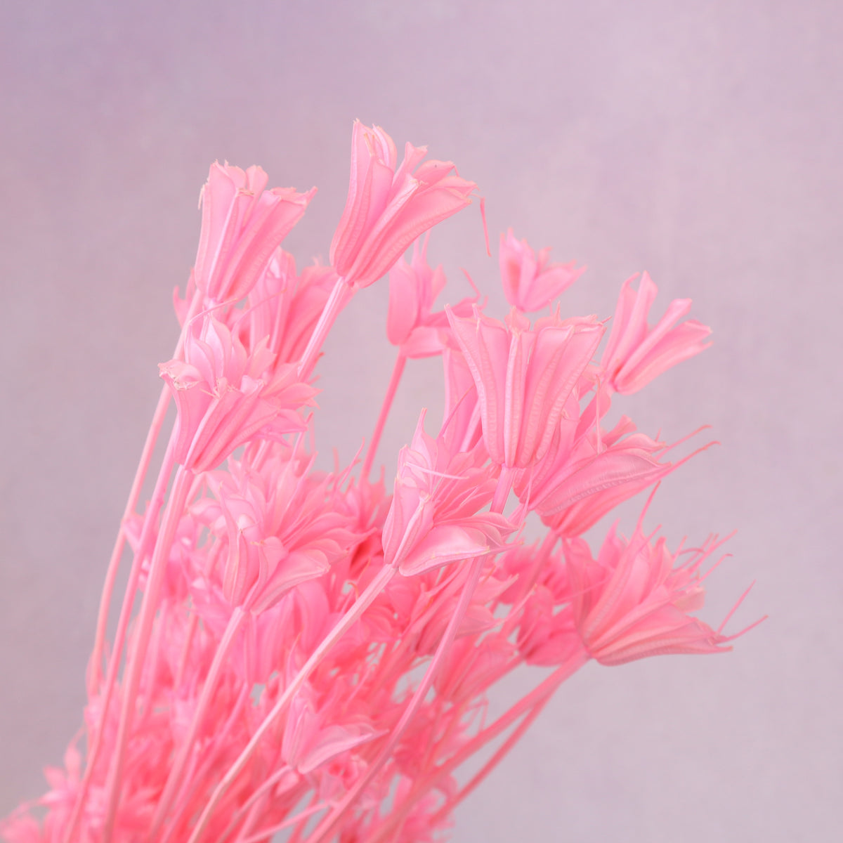 Nigella Hot Pink
