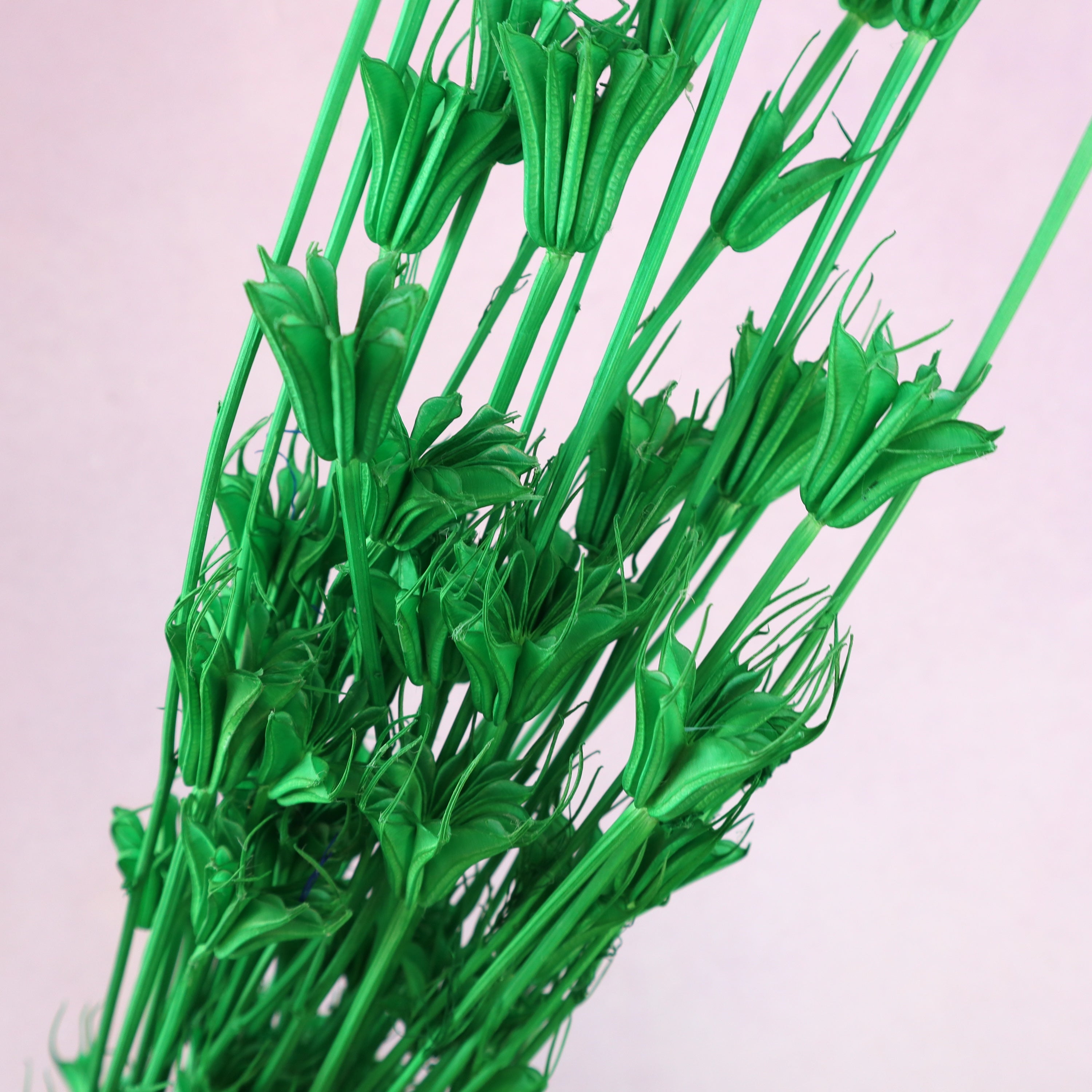 Nigella Green