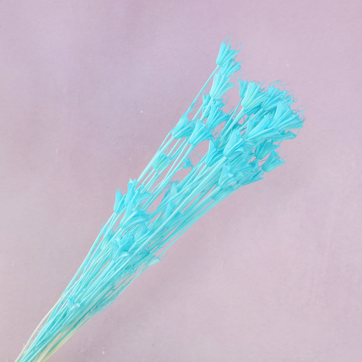Nigella Aqua Blue