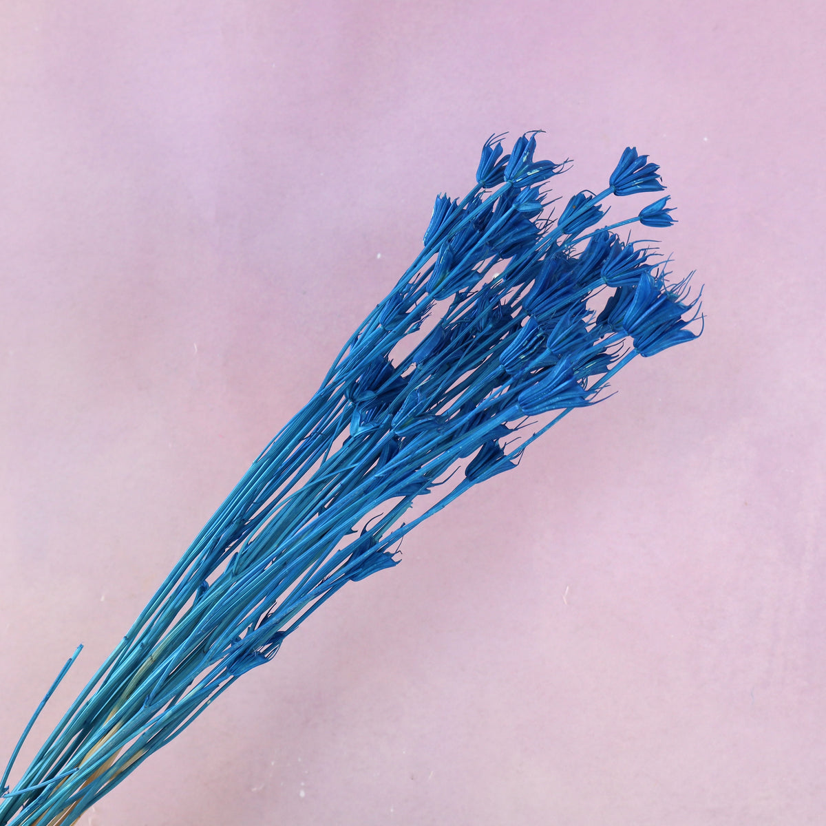 Nigella Sea Blue
