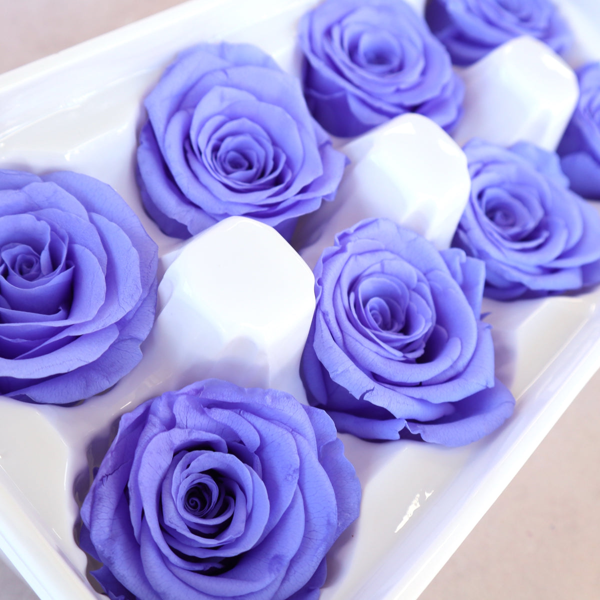 Rose Indigo Purple