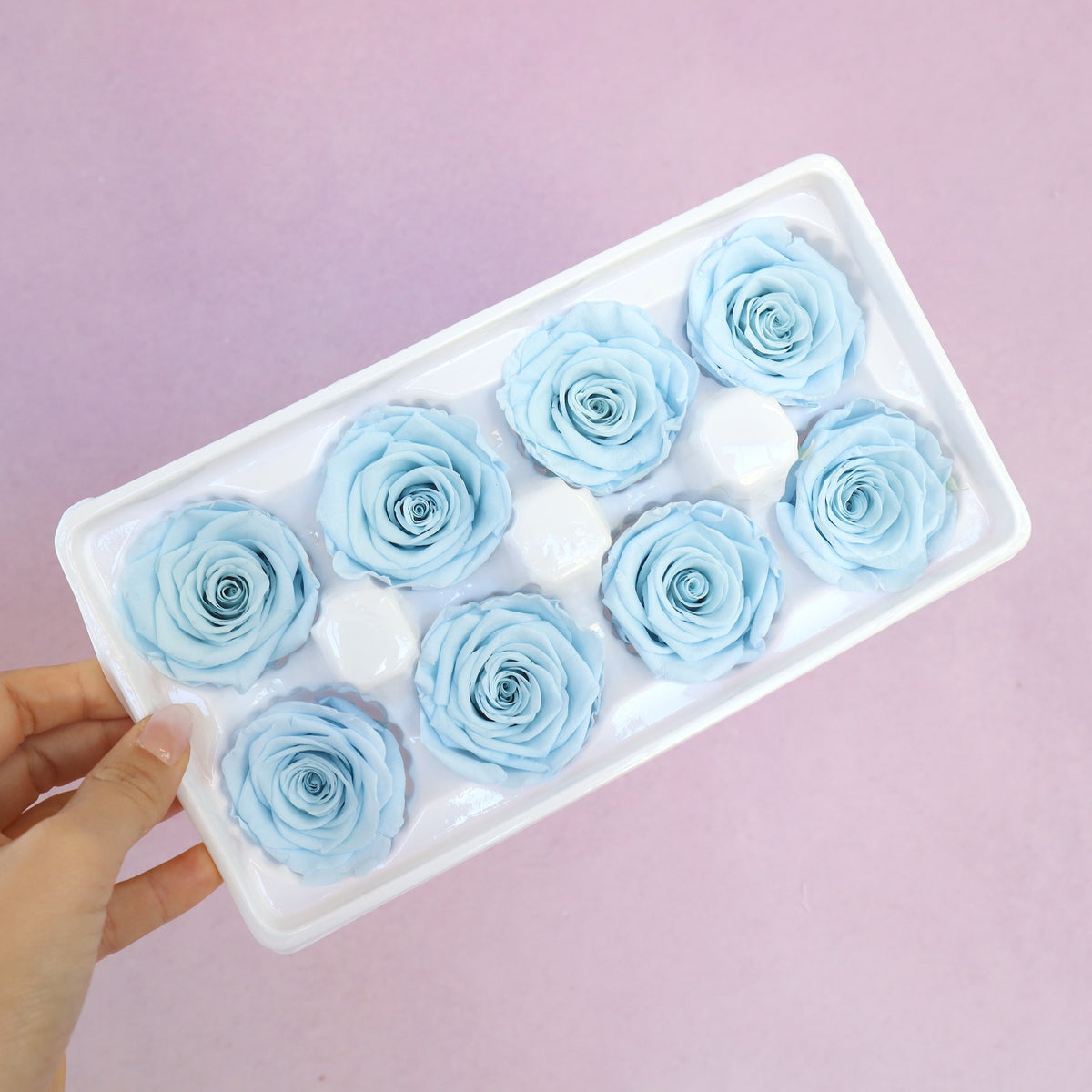 Rose Baby Blue 8 heads