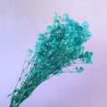 Baby's Breath Aqua