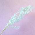 Italian Ruscus Baby Blue