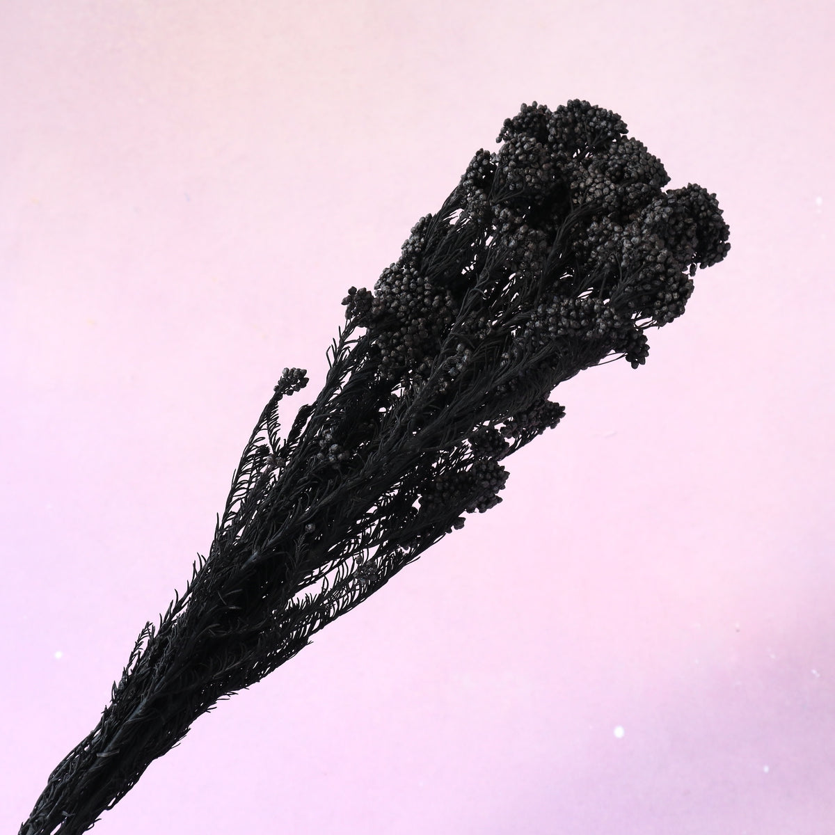 Rice Flower Black