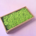 Moss Bright Green