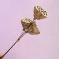 Lotus Pods Gold Medium