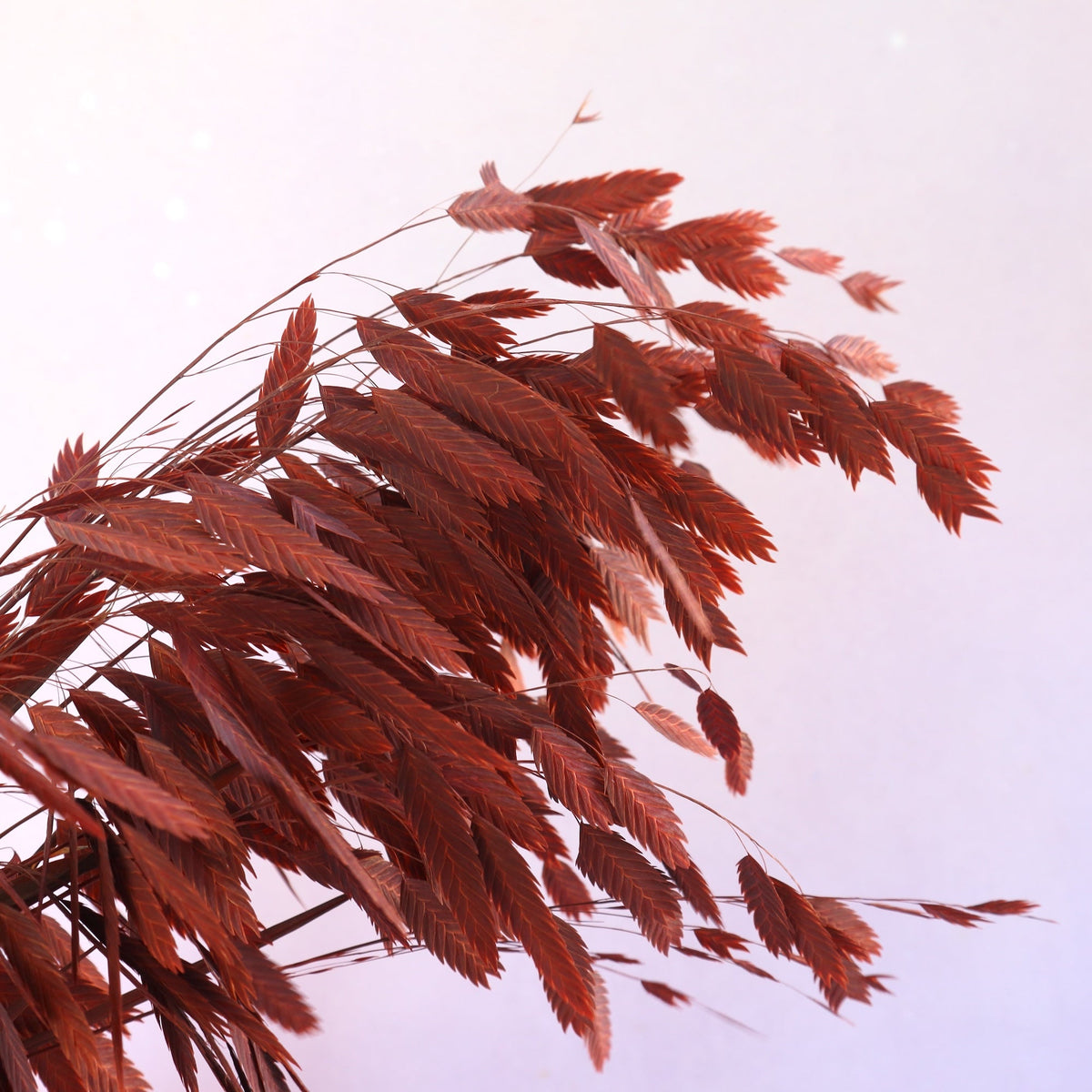 Sea Oats Rust Red