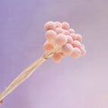 Billy Button Baby Pink