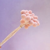 Billy Button Baby Pink